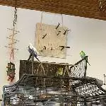 4 Wellensittiche suchen ein neues Zuhause Bild 3