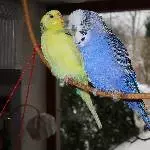 Witwer Willi sucht eine Bleibe Bild 1