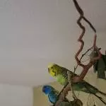 Kuki sucht neue Freunde Bild 2