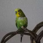 Kuki sucht neue Freunde Bild 1