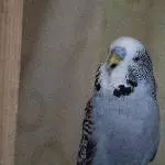 Kenai sucht Fußgängerfreunde Bild 1