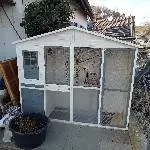 Unser 4 Wellis suchen dringend ein neues Zuhause Bild 1