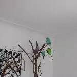 Unser 4 Wellis suchen dringend ein neues Zuhause Bild 2