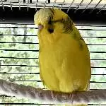 Limone sucht ein neues Zuhause Bild 1