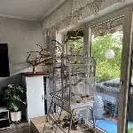 3 Nicht-Flieger und ein Flieger suchen neues zu Hause Bild 1