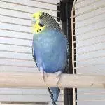 Henne (ca. 3) mit Megas sucht neues Zuhause Bild 1
