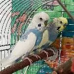 James sucht ein neues Heim Bild 1