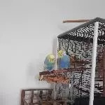 Chip und Chap in Liebevolle Hände abzugeben Bild 3
