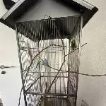 Liebevolles Zuhause gesucht Bild 1