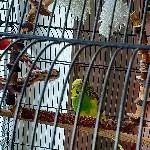 Hansi ca. 3Jahre sucht neues Zuhause Bild 4