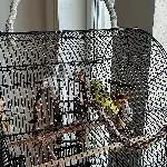 Hansi ca. 3Jahre sucht neues Zuhause Bild 1
