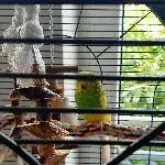 Hansi ca. 3Jahre sucht neues Zuhause Bild 2