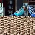 2 Wellis(m) suchen ein neues, liebevolles Zuhause Bild 1