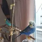2 Wellis(m) suchen ein neues, liebevolles Zuhause Bild 2