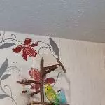2 Wellis suchen ein liebevolles Zuhause Bild 1