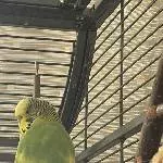 Ältere Welli Dame sucht liebevolles Zuhause Bild 1