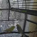 2 Wellensittiche mit Käfig suchen ein neues Zuhause Bild 2