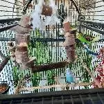 2 Wellensittiche suchen ein neues Zuhause Bild 1