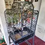 2 Wellensittiche suchen ein neues Zuhause Bild 2
