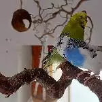 2 Wuppertaler Wellis suchen ein neues liebevolles Zuhause Bild 6