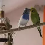 2 Wuppertaler Wellis suchen ein neues liebevolles Zuhause Bild 1