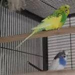 2 Wuppertaler Wellis suchen ein neues liebevolles Zuhause Bild 5