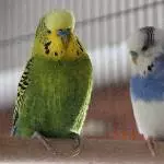 2 Wuppertaler Wellis suchen ein neues liebevolles Zuhause Bild 4