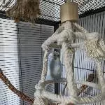 4 Wellensittiche in gute Hände abzugeben Bild 3