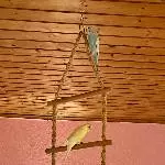 Suche ein neues zu Hause für meine beiden Flauschis Bild 3