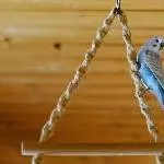 Suche ein neues zu Hause für meine beiden Flauschis Bild 2