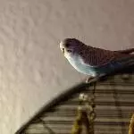 Suche ein neues zu Hause für meine beiden Flauschis Bild 4