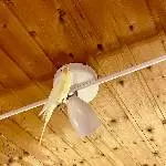 Suche ein neues zu Hause für meine beiden Flauschis Bild 1