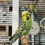 Kiwi sucht ein neues Zuhause Bild 1