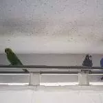 4 Wellis suchen eine neue Heimat Bild 1