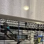 Wellensittichpaar sucht ein neues Zuhause Bild 1