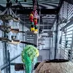 6 Wellensittiche abzugeben Bild 5