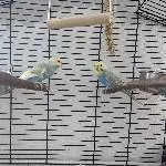 6 Wellensittiche abzugeben Bild 2