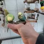 6 Wellensittiche abzugeben Bild 3
