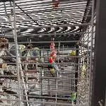 6 Wellensittiche abzugeben Bild 1