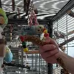 6 Wellensittiche abzugeben Bild 4