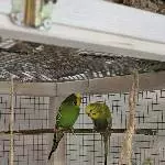 Neues Zuhause für zwei Wellis gesucht Bild 2