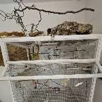 Neues Zuhause für zwei Wellis gesucht Bild 3