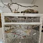 Neues Zuhause für zwei Wellis gesucht Bild 1