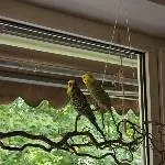 Neues Zuhause für zwei Wellis gesucht Bild 4