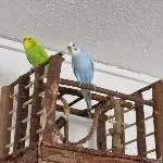 Wellipärchen abzugeben Bild 6