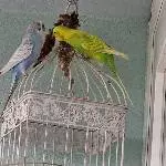 Wellipärchen abzugeben Bild 5