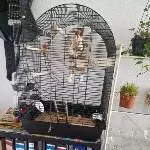 Wellipärchen abzugeben Bild 2