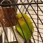 Wellipärchen abzugeben Bild 4