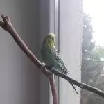 Wellensittich sucht neues Zuhause Bild 1