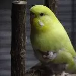 Drei Wellis suchen neuen Schwarm Bild 3
